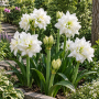 Amaryllis White Peacock ®
