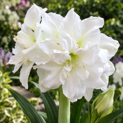 Amaryllis White Peacock ®