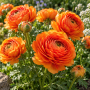 Ranunculus asiaticus aviv orange