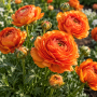 Ranunculus asiaticus aviv orange