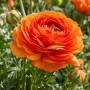 Ranunculus asiaticus aviv orange