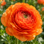 Ranunculus asiaticus aviv orange
