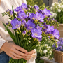 Freesia Double Blue