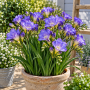 Freesia Double Blue