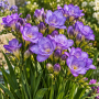 Freesia Double Blue