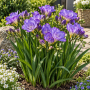 Freesia Double Blue