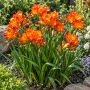 Freesia Double Orange