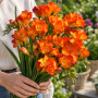 Freesia Double Orange