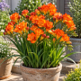 Freesia Double Orange