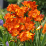 Freesia Double Orange