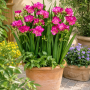 Freesia Double Pink