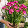 Freesia Double Pink