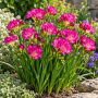 Freesia Double Pink