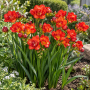 Freesia Double Red