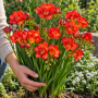 Freesia Double Red