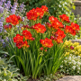 Freesia Double Red