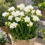 Freesia Double White