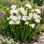 Freesia Double White