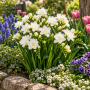 Freesia Double White