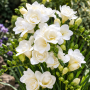 Freesia Double White