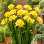 Freesia Double Yellow