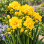 Freesia Double Yellow