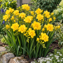 Freesia Double Yellow
