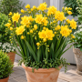 Freesia Double Yellow