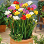 Freesia Double Mixed