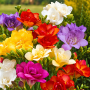 Freesia Double Mixed