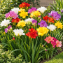 Freesia Double Mixed
