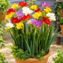 Freesia Double Mixed