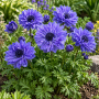 Anemone Duble Lord Lieutenant