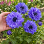 Anemone Duble Lord Lieutenant