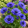 Anemone Duble Lord Lieutenant