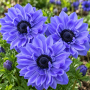 Anemone Duble Lord Lieutenant