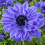 Anemone Duble Lord Lieutenant