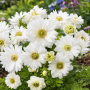 Anemone Duble Mount Everest