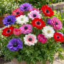 Anemone Duble St. Brigid Mixed