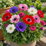 Anemone Duble St. Brigid Mixed