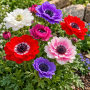Anemone Duble St. Brigid Mixed