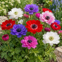 Anemone Duble St. Brigid Mixed