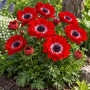 Anemone Duble The Governor