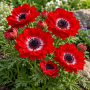 Anemone Duble The Governor