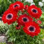 Anemone Duble The Governor