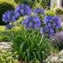 Agapanthus umbellatum blue
