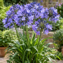 Agapanthus umbellatum blue