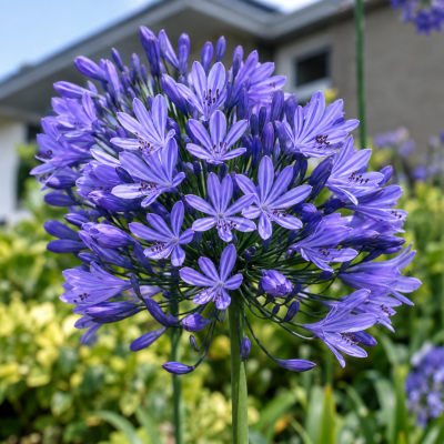 Agapanthus umbellatum blue