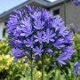 Agapanthus umbellatum blue
