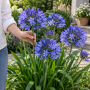 Agapanthus umbellatum blue